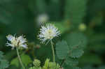 Illinois bundleflower